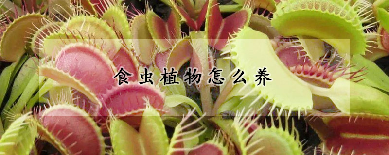 食蟲(chóng)植物怎么養(yǎng)