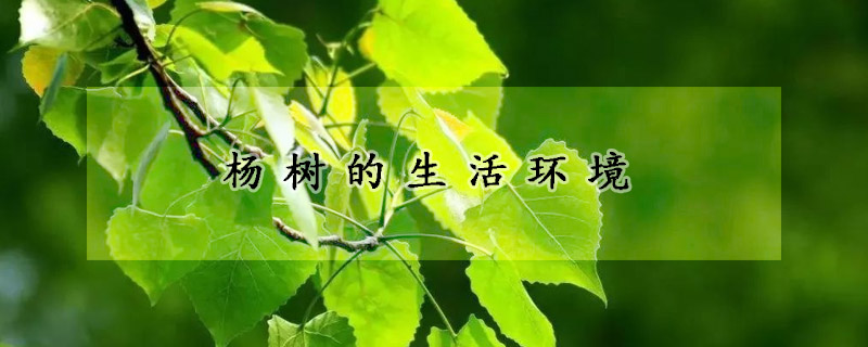 楊樹的生活環(huán)境