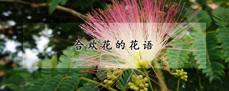 合歡花的花語