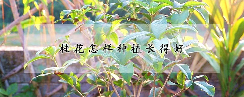 桂花怎樣種植長得好