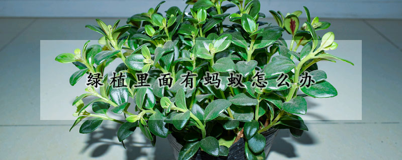 綠植里面有螞蟻怎么辦