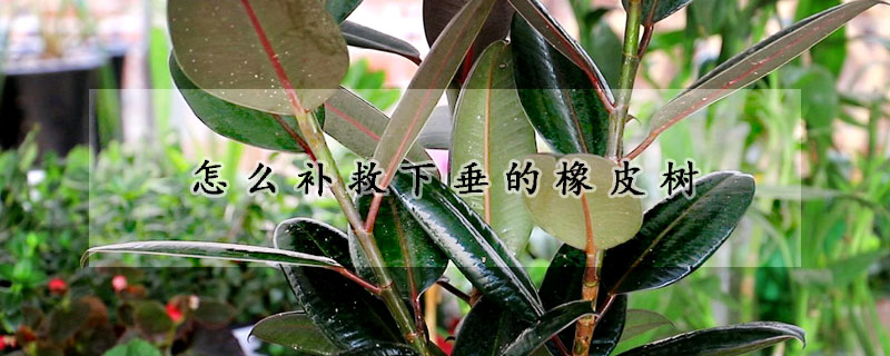 怎么補(bǔ)救下垂的橡皮樹