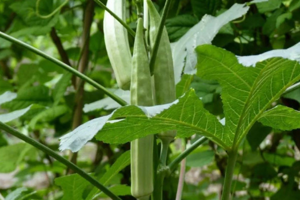 秋葵的種植方法和管理技術