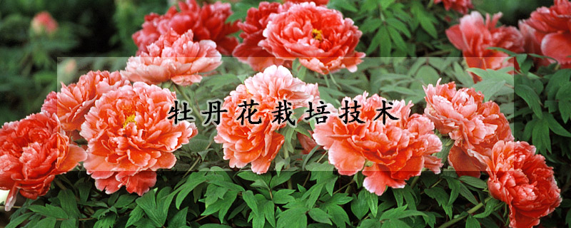 牡丹花栽培技術(shù)