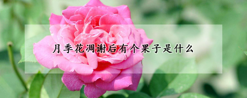 月季花凋謝后有個果子是什么