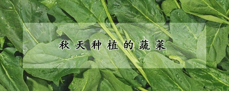 秋天種植的蔬菜