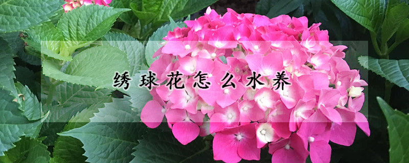 繡球花怎么水養(yǎng)