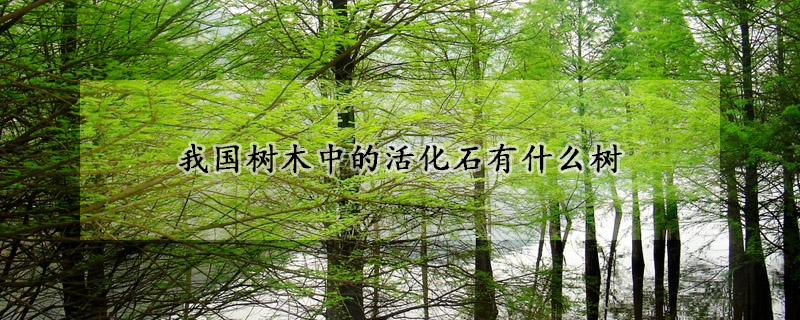 我國樹木中的活化石有什么樹