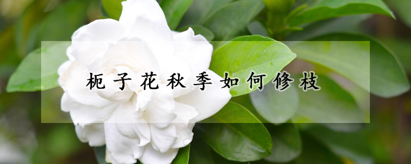 枙子花秋季如何修枝