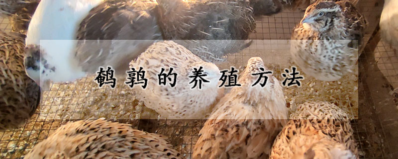 鵪鶉的養(yǎng)殖方法