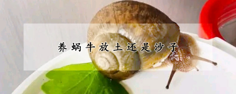 養(yǎng)蝸牛放土還是沙子