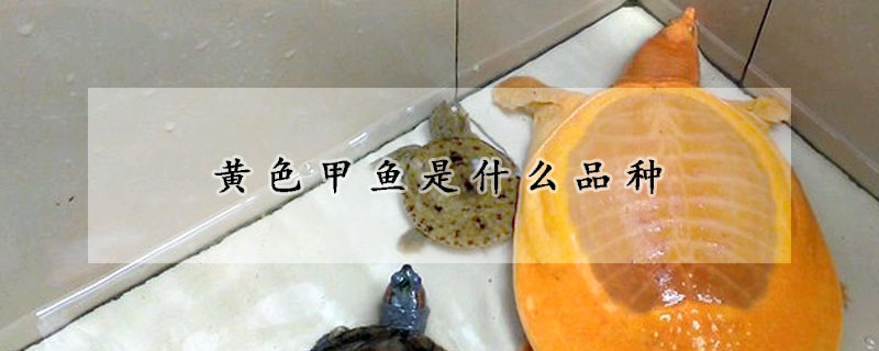 黃色甲魚(yú)是什么品種