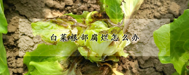 白菜根部腐爛怎么辦