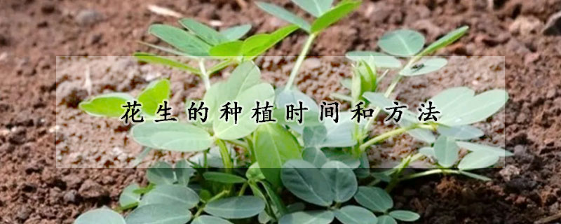 花生的種植時(shí)間和方法