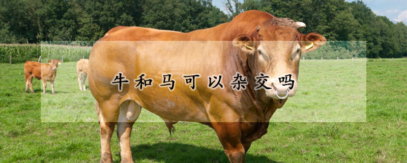 牛和馬可以雜交嗎