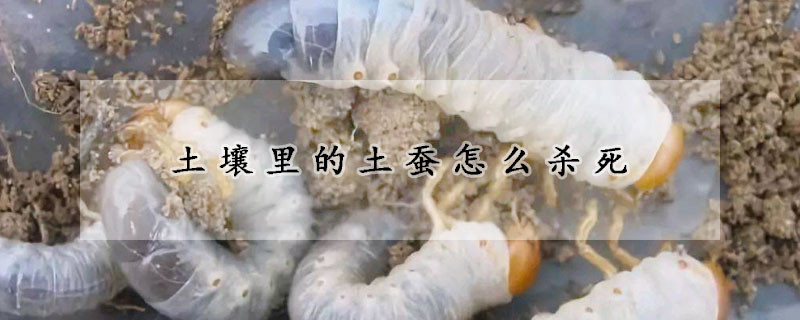 土壤里的土蠶怎么殺死