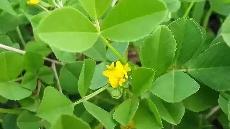 金花菜種植時間與方法