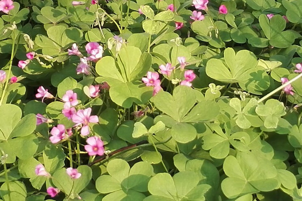 金花菜種植時間與方法