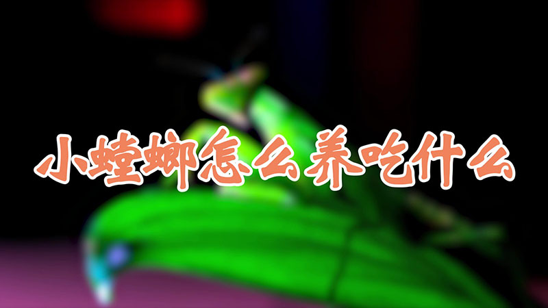 小螳螂怎么養(yǎng)吃什么