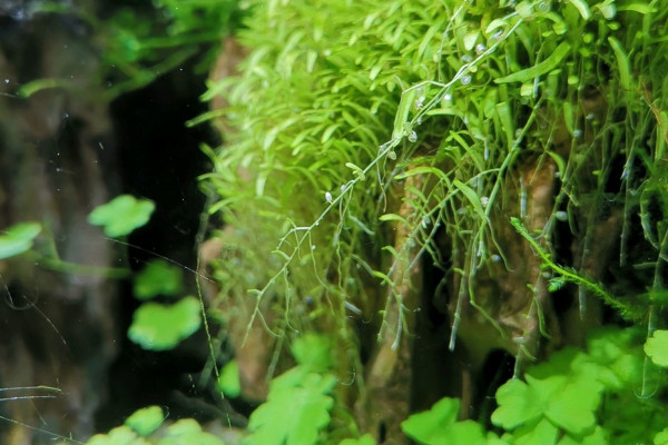 水草泥怎么種植水草