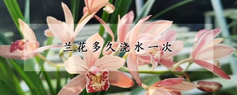 蘭花多久澆水一次