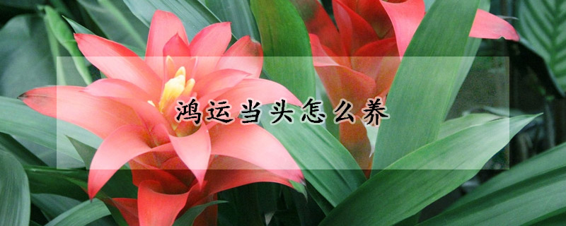 鴻運當(dāng)頭怎么養(yǎng)