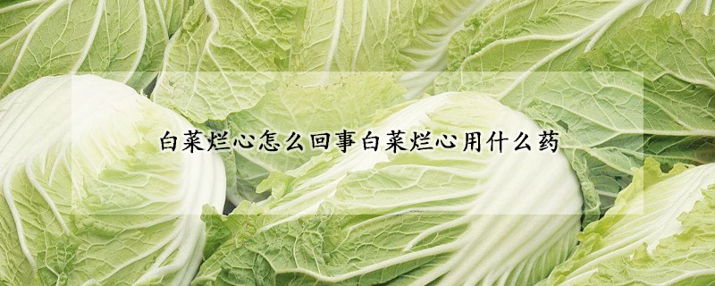 白菜爛心怎么回事白菜爛心用什么藥