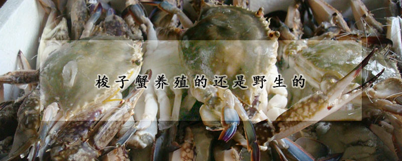 梭子蟹養(yǎng)殖的還是野生的