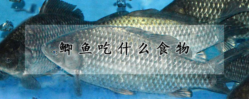 鯽魚吃什么食物