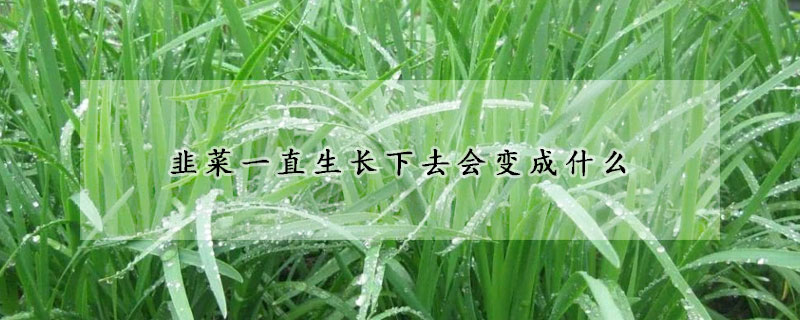 韭菜一直生長下去會變成什么