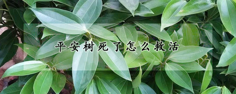 平安樹(shù)死了怎么救活