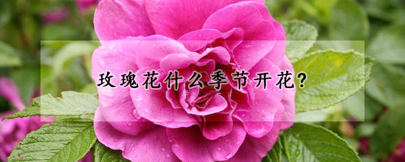 玫瑰花什么季節(jié)開花?