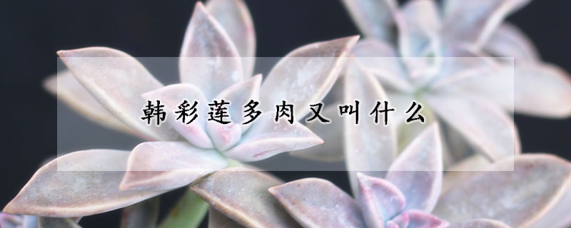 韓彩蓮多肉又叫什么