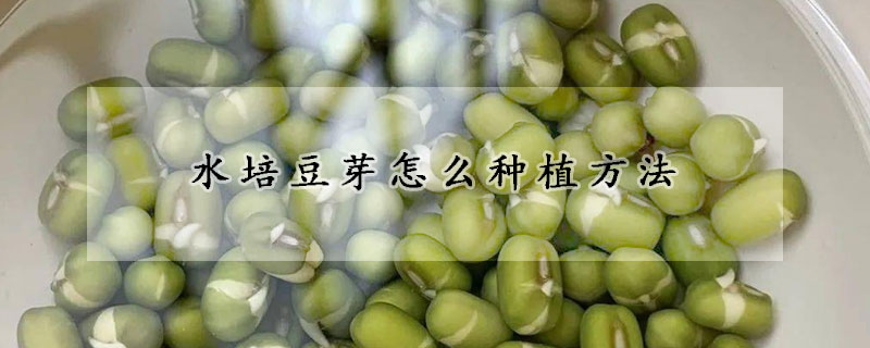 水培豆芽怎么種植方法