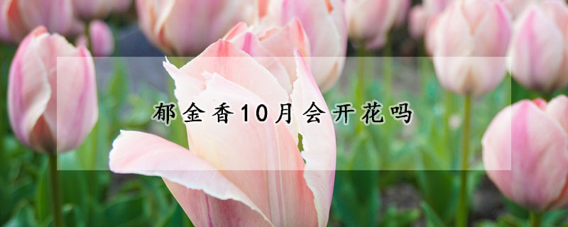 郁金香10月會開花嗎