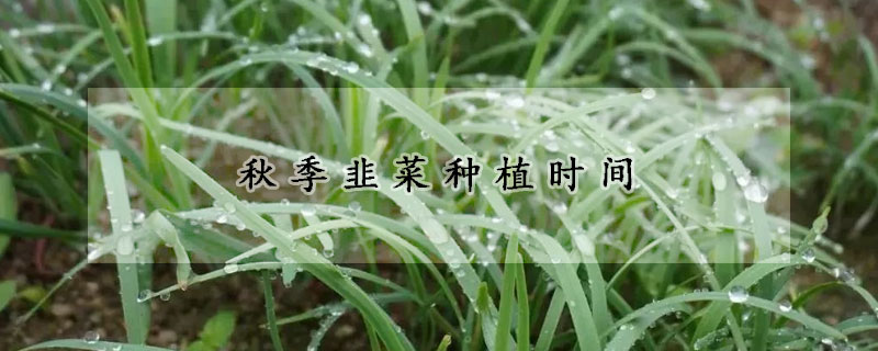 秋季韭菜種植時間