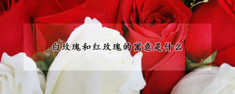 白玫瑰和紅玫瑰的寓意是什么