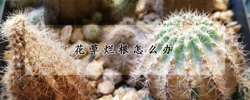 花草爛根怎么辦