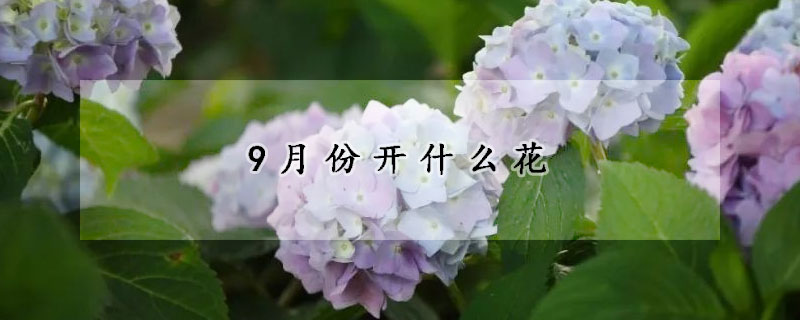 9月份開什么花