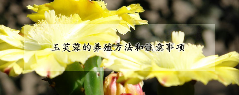 玉芙蓉的養(yǎng)殖方法和注意事項