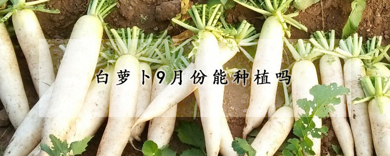 白蘿卜9月份能種植嗎