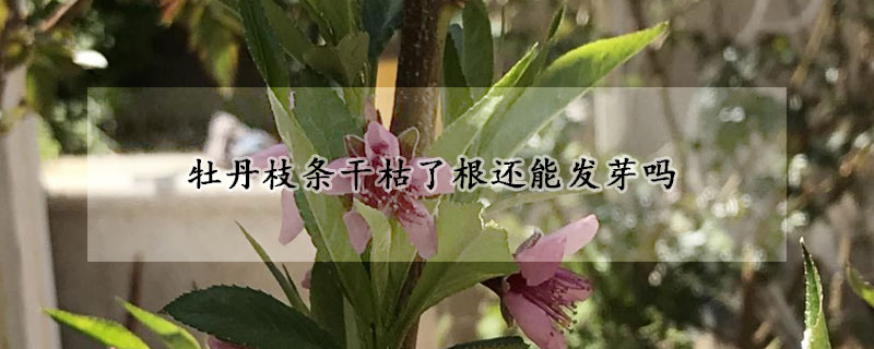 牡丹枝條干枯了根還能發芽嗎