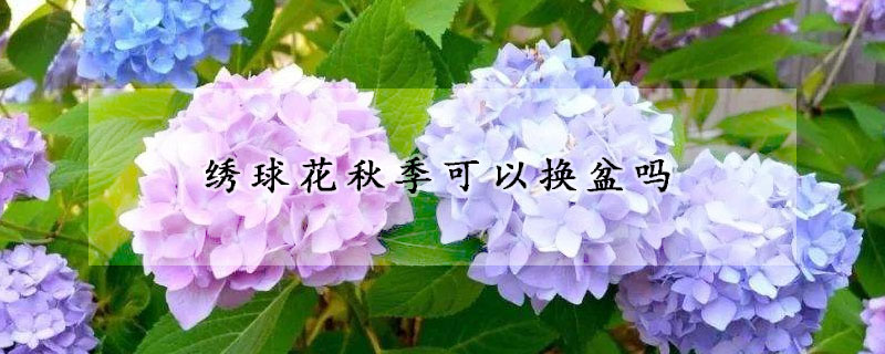 繡球花秋季可以換盆嗎