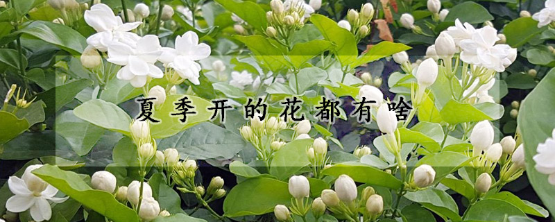 夏季開的花都有啥