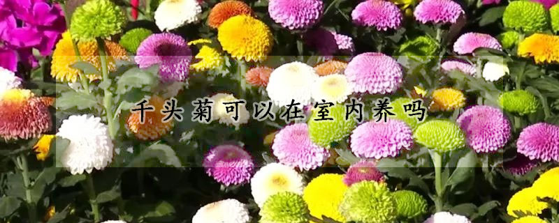 千頭菊可以在室內(nèi)養(yǎng)嗎