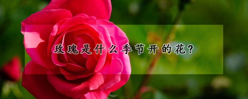 玫瑰是什么季節(jié)開的花?