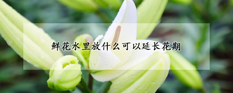 鮮花水里放什么可以延長花期