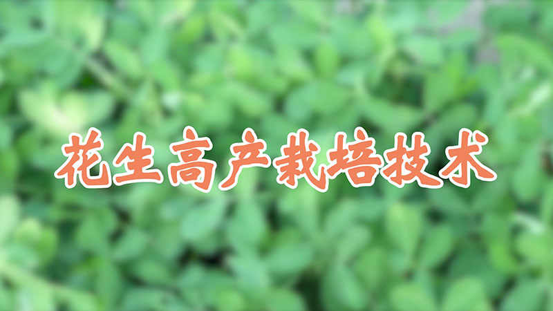 花生高產(chǎn)栽培技術(shù)