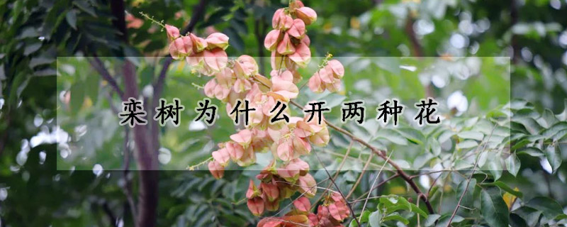 欒樹為什么開兩種花