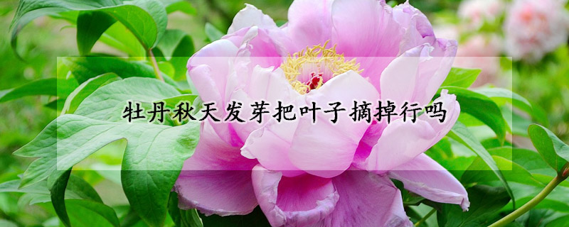 牡丹秋天發(fā)芽把葉子摘掉行嗎